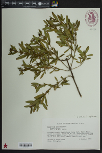 Hypericum prolificum image