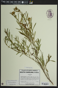 Hypericum prolificum image