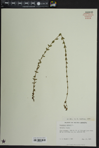 Hypericum setosum image