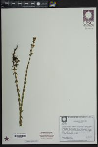 Hypericum setosum image