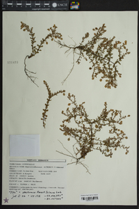 Hypericum suffruticosum image