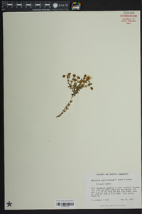 Hypericum suffruticosum image