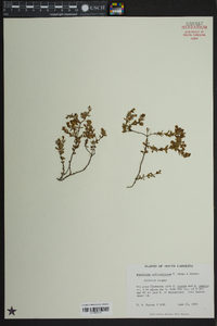 Hypericum suffruticosum image