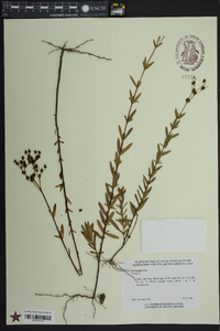 Hypericum cistifolium image