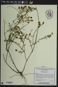 Lespedeza bicolor image