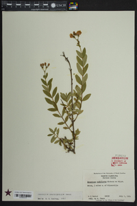 Hypericum apocynifolium image