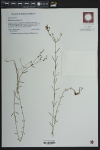 Hypericum canadense image