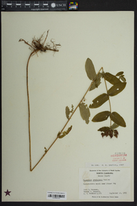 Hypericum graveolens image