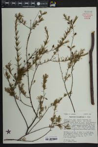 Hypericum lissophloeus image