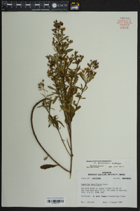 Euonymus alatus image