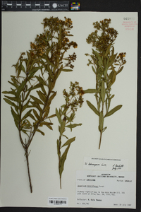 Hypericum lobocarpum image