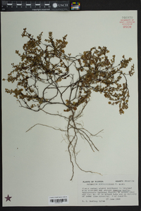 Hypericum suffruticosum image