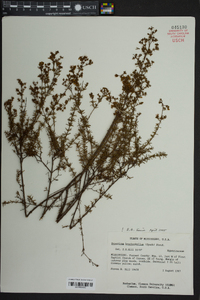 Hypericum brachyphyllum image