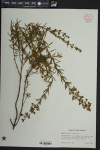 Hypericum cistifolium image