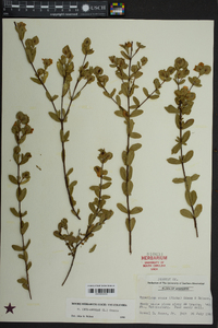 Hypericum crux-andreae image