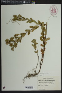 Hypericum crux-andreae image