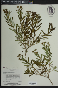 Hypericum densiflorum image