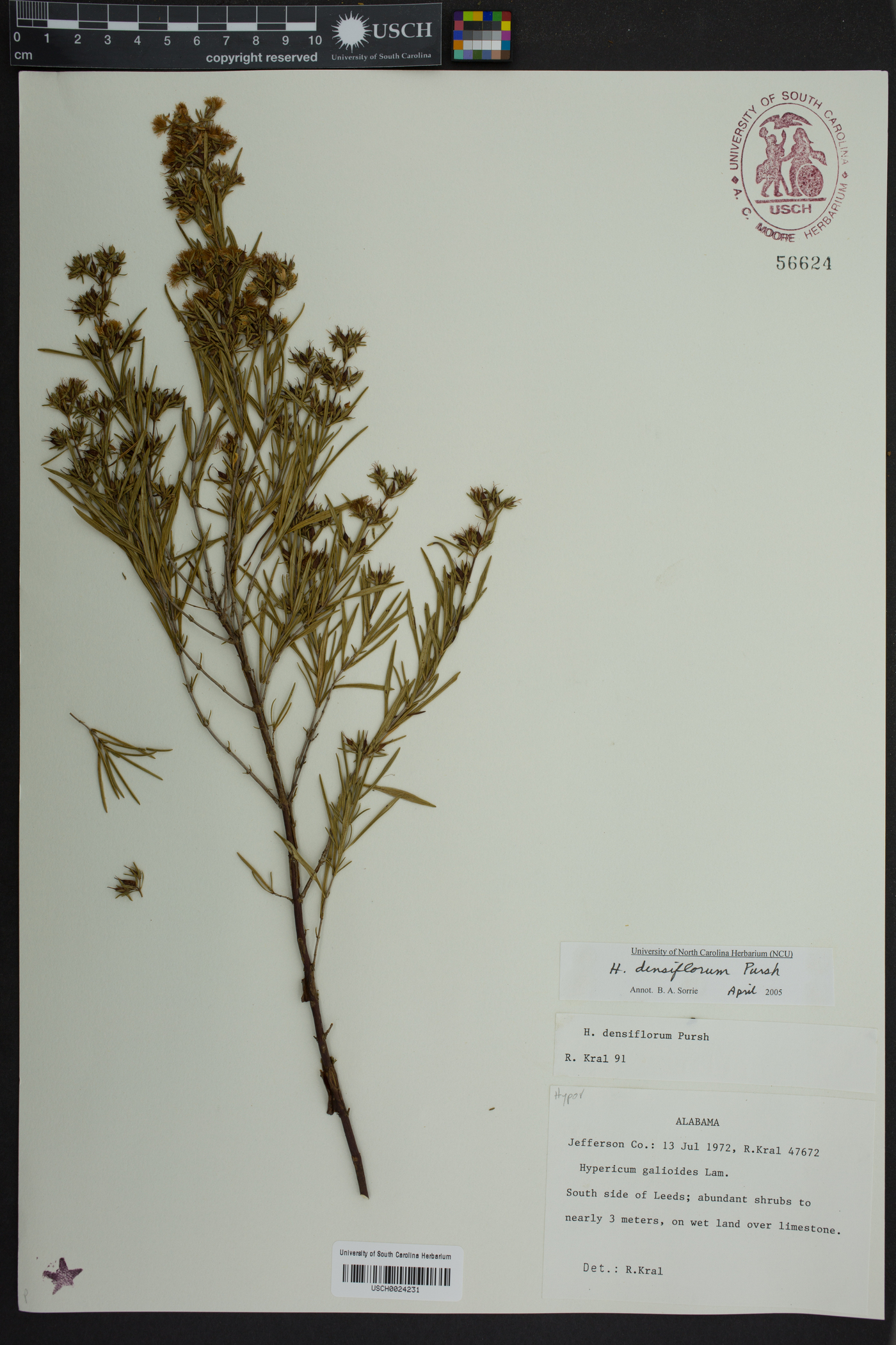 Hypericum densiflorum image