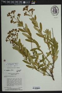 Hypericum densiflorum image