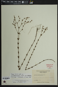 Hypericum denticulatum var. denticulatum image