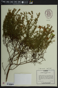 Hypericum fasciculatum image