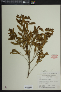 Hypericum frondosum image