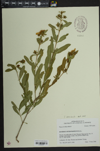 Hypericum frondosum image