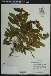 Hypericum frondosum image