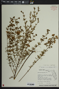 Hypericum galioides image