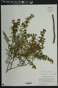 Hypericum galioides image