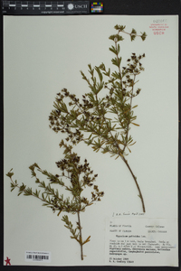 Hypericum galioides image