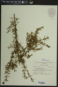 Hypericum galioides image