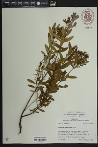 Hypericum lobocarpum image