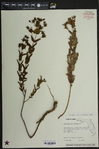 Hypericum myrtifolium image