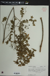 Hypericum myrtifolium image