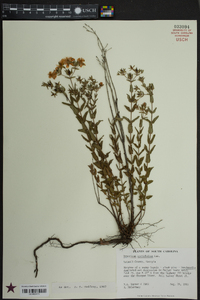 Hypericum myrtifolium image