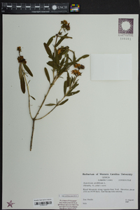 Hypericum prolificum image