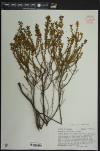 Hypericum reductum image