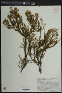 Hypericum reductum image