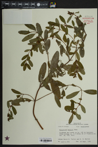 Hypericum walteri image