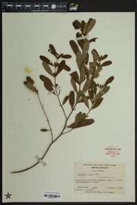 Hypericum walteri image