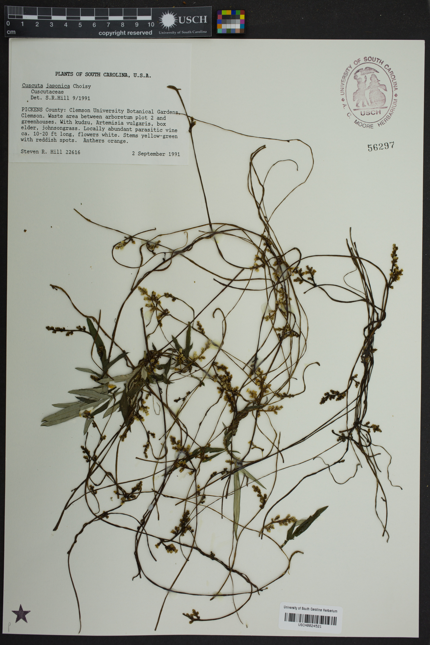 Cuscuta japonica image