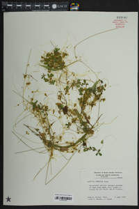 Cuscuta compacta image