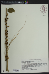 Cuscuta compacta image