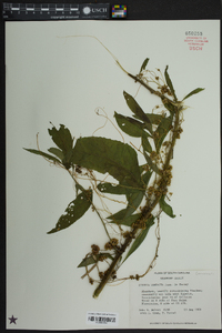 Cuscuta compacta image