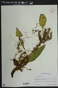 Cuscuta compacta image