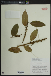 Cuscuta compacta image