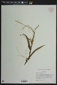 Cuscuta campestris image