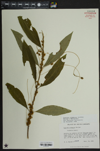 Cuscuta compacta image