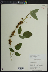 Cuscuta compacta image